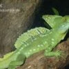 Stirnlappenbasilisk, Basiliscus Plumifrons -JBL || sera || TETRA Verkäufe Stirnlappenbasilisk Basiliscus plumifrons 1