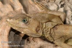 Streifenbasilisk, Basiliscus Vittatus -JBL || sera || TETRA Verkäufe Streifenbasilisk Basiliscus vittatus 1