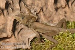 Streifenbasilisk, Basiliscus Vittatus -JBL || sera || TETRA Verkäufe Streifenbasilisk Basiliscus vittatus 2