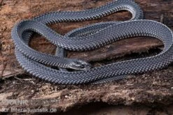 Südliche Feilennatter, Mehelya Capensis -JBL || sera || TETRA Verkäufe Suedliche Feilennatter Mehelya capensis 3