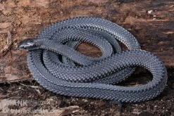 Südliche Feilennatter, Mehelya Capensis -JBL || sera || TETRA Verkäufe Suedliche Feilennatter Mehelya capensis 6