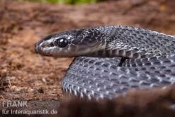 Südliche Feilennatter, Mehelya Capensis -JBL || sera || TETRA Verkäufe Suedliche Feilennatter Mehelya capensis 7