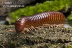 Westafrikanischer Tausendfüßer, Telodeinopus Assiensis -JBL || sera || TETRA Verkäufe Telodeinopus assiensis tausendfuesser