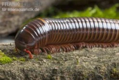 Westafrikanischer Tausendfüßer, Telodeinopus Assiensis -JBL || sera || TETRA Verkäufe Telodeinopus assiensis westafrikanischer Tausendfue