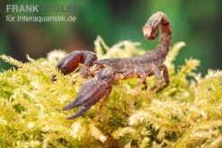 Thailand Zwergskorpion, Chaerilus Sp. Thailand -JBL || sera || TETRA Verkäufe Thailand Zwergskorpion Chaerilus sp Thailand 3