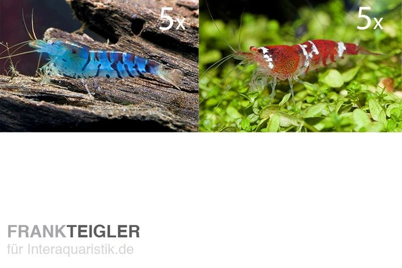 TiBee Starterpack: 5 X Blaue Tigergarnele + 5 X Crystal Red Garnele 3 TiBee Starterpack: 5 X Blaue Tigergarnele + 5 X Crystal Red Garnele