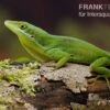 Tiburon Grünanole, Anolis Chlorocyanu -JBL || sera || TETRA Verkäufe Tiburon Gruenanole Anolis chlorocyanu1