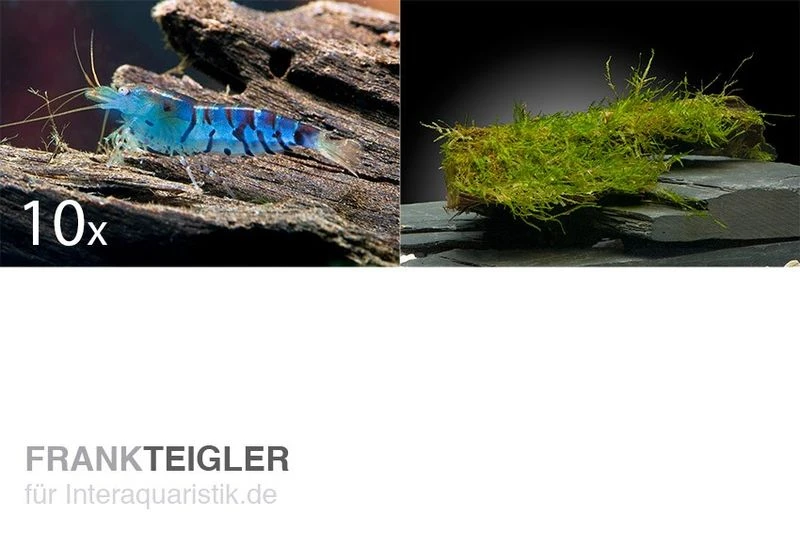 Tiger-Bundle: 10 X Blaue Tigergarnele, Caridina Cf. Cantonensis + Portion Javamoos 3 Tiger-Bundle: 10 X Blaue Tigergarnele, Caridina Cf. Cantonensis + Portion Javamoos