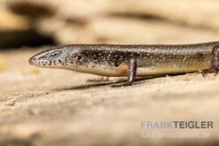 Togo-Skink, Panaspis Togoensis -JBL || sera || TETRA Verkäufe Togo Skink Panaspis togoensis 2