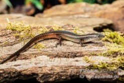 Togo-Skink, Panaspis Togoensis -JBL || sera || TETRA Verkäufe Togo Skink Panaspis togoensis 3