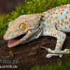 Tokeh, Gekko Gecko -JBL || sera || TETRA Verkäufe Tokeh Gekko gecko 1