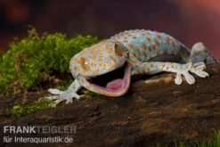 Tokeh, Gekko Gecko 6 Tokeh, Gekko Gecko -JBL || sera || TETRA Verkäufe Tokeh Gekko gecko 2