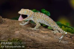 Tokeh, Gekko Gecko 7 Tokeh, Gekko Gecko -JBL || sera || TETRA Verkäufe Tokeh Gekko gecko 3