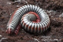 Regenbogentausendfüßer, Tonkinbolus Dollfusi -JBL || sera || TETRA Verkäufe Tonkinbolus dollfusi 11