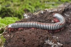 Regenbogentausendfüßer, Tonkinbolus Dollfusi -JBL || sera || TETRA Verkäufe Tonkinbolus dollfusi 16