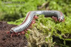 Regenbogentausendfüßer, Tonkinbolus Dollfusi -JBL || sera || TETRA Verkäufe Tonkinbolus dollfusi 19