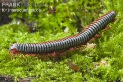 Regenbogentausendfüßer, Tonkinbolus Dollfusi -JBL || sera || TETRA Verkäufe Tonkinbolus dollfusi 2