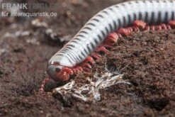 Regenbogentausendfüßer, Tonkinbolus Dollfusi -JBL || sera || TETRA Verkäufe Tonkinbolus dollfusi 20