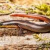 Tüpfellippenskink, Trachylepis Maculilabris 2 Tüpfellippenskink, Trachylepis Maculilabris -JBL || sera || TETRA Verkäufe Tuepfellippenskink Trachylepis maculilabris 1