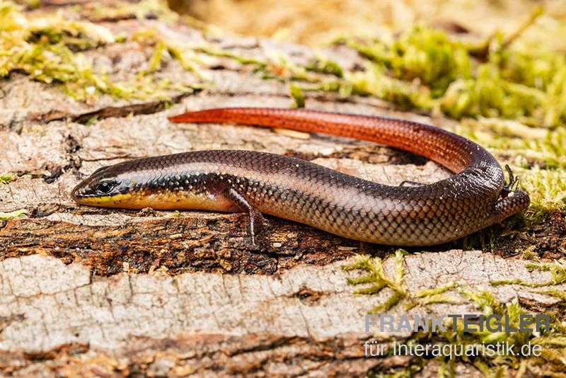 Tüpfellippenskink, Trachylepis Maculilabris 3 Tüpfellippenskink, Trachylepis Maculilabris