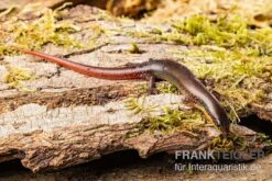 Tüpfellippenskink, Trachylepis Maculilabris 5 Tüpfellippenskink, Trachylepis Maculilabris -JBL || sera || TETRA Verkäufe Tuepfellippenskink Trachylepis maculilabris 2
