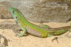 Tüpfelrennechse, Cnemidophorus Lemniscatus 6 Tüpfelrennechse, Cnemidophorus Lemniscatus -JBL || sera || TETRA Verkäufe Tuepfelrennechse Cnemidophorus lemniscatus 1