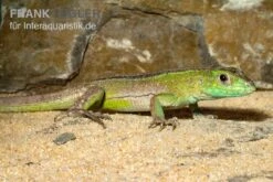 Tüpfelrennechse, Cnemidophorus Lemniscatus 7 Tüpfelrennechse, Cnemidophorus Lemniscatus -JBL || sera || TETRA Verkäufe Tuepfelrennechse Cnemidophorus lemniscatus 2