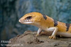 Tunesischer Nachtskink, Scincopus Fasciatus 10 Tunesischer Nachtskink, Scincopus Fasciatus -JBL || sera || TETRA Verkäufe Tunesischer Nachtskink Scincopus fasciatus 3