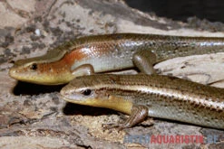 Vielstreifenmabuye, Mabuya Multifasciata 5 Vielstreifenmabuye, Mabuya Multifasciata -JBL || sera || TETRA Verkäufe Vielstreifenmabuye Mabuya multifasciata 1