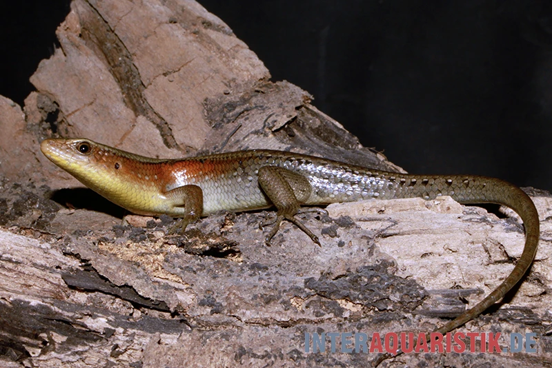 Vielstreifenmabuye, Mabuya Multifasciata 3 Vielstreifenmabuye, Mabuya Multifasciata