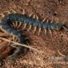 Viridis-Hundertfüßer, Scolopendra Viridis -JBL || sera || TETRA Verkäufe Viridis Hundertfuesser Scolopendra viridis2 2