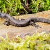 Westafrikanischer Wasser-Zwergskink, Cophoscincopus Simulans -JBL || sera || TETRA Verkäufe Westafrikanischer Wasser Zwergskink Cophoscincopus simulans 1
