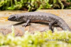 Westafrikanischer Wasser-Zwergskink, Cophoscincopus Simulans 5 Westafrikanischer Wasser-Zwergskink, Cophoscincopus Simulans -JBL || sera || TETRA Verkäufe Westafrikanischer Wasser Zwergskink Cophoscincopus simulans 2
