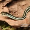 Westliche Bändernatter, Thamnophis Proximus -JBL || sera || TETRA Verkäufe Westliche Baendernatter Thamnophis proximus 1