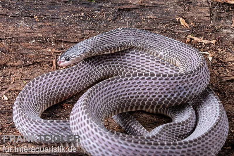 Westliche Wald-Feilenschlange, Mehelya Poensis 7 Westliche Wald-Feilenschlange, Mehelya Poensis – Bild 5