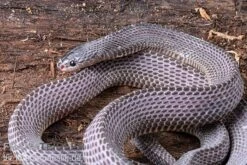 Westliche Wald-Feilenschlange, Mehelya Poensis 9 Westliche Wald-Feilenschlange, Mehelya Poensis -JBL || sera || TETRA Verkäufe Westliche Wald Feilenschlange Mehelya poensis 5