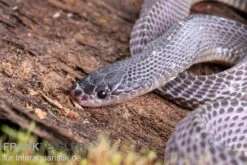 Westliche Wald-Feilenschlange, Mehelya Poensis 10 Westliche Wald-Feilenschlange, Mehelya Poensis -JBL || sera || TETRA Verkäufe Westliche Wald Feilenschlange Mehelya poensis 6