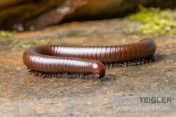 Wüsten-Tausendfüßer, Orthoporus Ornatus 7 Wüsten-Tausendfüßer, Orthoporus Ornatus -JBL || sera || TETRA Verkäufe Wuesten Tausendfuesser Orthoporus ornatus 3