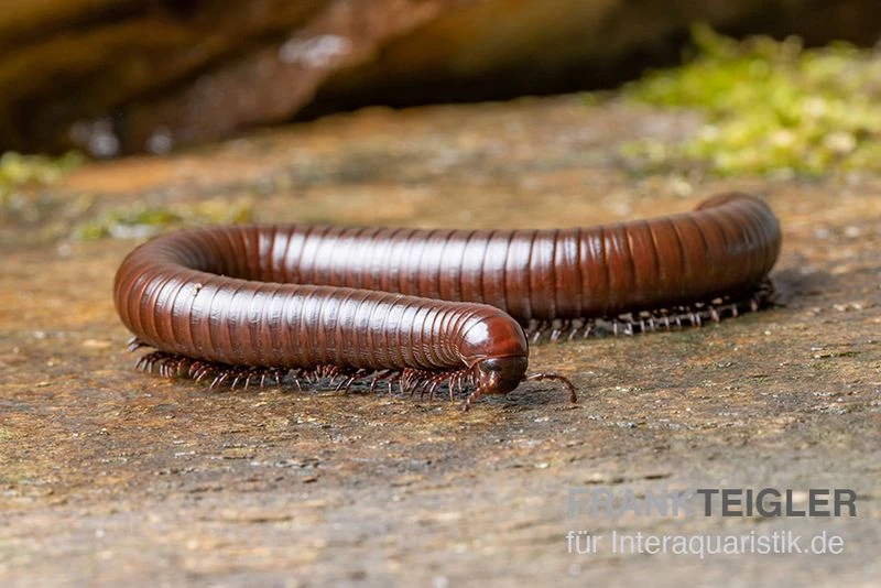 Wüsten-Tausendfüßer, Orthoporus Ornatus 5 Wüsten-Tausendfüßer, Orthoporus Ornatus – Bild 3