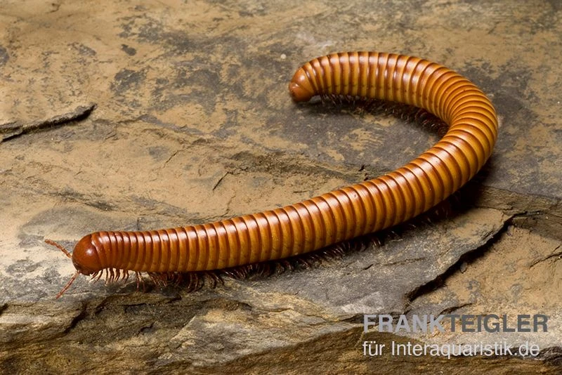 Wüsten-Tausendfüßer, Orthoporus Ornatus 3 Wüsten-Tausendfüßer, Orthoporus Ornatus