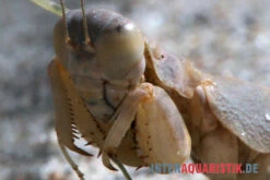 Wüstenmantis, Eremiaphila Nilotica 6 Wüstenmantis, Eremiaphila Nilotica -JBL || sera || TETRA Verkäufe Wuestenmantis Eremiaphila nilotica 2