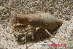 Wüstenmantis, Eremiaphila Nilotica 7 Wüstenmantis, Eremiaphila Nilotica -JBL || sera || TETRA Verkäufe Wuestenmantis Eremiaphila nilotica 3