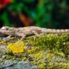 Zaunanolis, Anolis Distichus -JBL || sera || TETRA Verkäufe Zaunanolis Anolis distichus 1