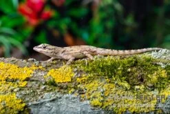 Zaunanolis, Anolis Distichus 6 Zaunanolis, Anolis Distichus -JBL || sera || TETRA Verkäufe Zaunanolis Anolis distichus 2