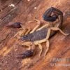 Zentralamerikanischer Bark-Skorpion, Centruroides Margaritatus -JBL || sera || TETRA Verkäufe Zentralamerikanischer Bark Skorpion Centruroides margaritatus 1