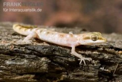 Zwergwüstengecko, Tropiocolotes Steudneri 7 Zwergwüstengecko, Tropiocolotes Steudneri -JBL || sera || TETRA Verkäufe Zwergwuestengecko Tropiocolotes steudneri 3