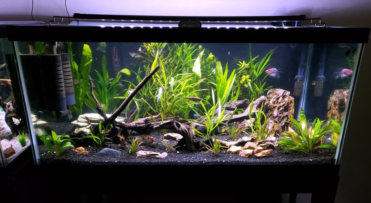 JBL || sera || TETRA Verkäufe -JBL || sera || TETRA Verkäufe 22501 7 40g planted stocked biZtH8Z