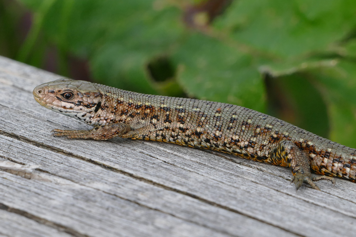 JBL || sera || TETRA Verkäufe -JBL || sera || TETRA Verkäufe wsl reptilien waldeidechse